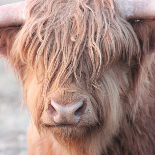 Highland Beef Cows